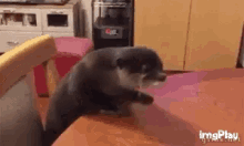 Otter Excuse Me GIF - Otter Excuse Me What Did You Call Me GIFs
