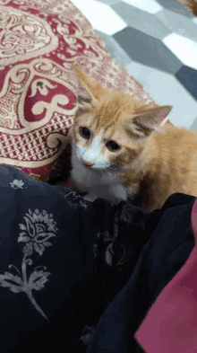 Gato GIF - Gato GIFs