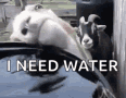 thirsty-water.gif