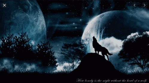 black wolf howling at the moon