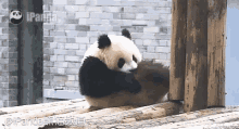 熊猫，滚滚，可爱 GIF - Panda Gun Gun Cute GIFs