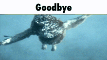 Goodbye Chat GIF - Goodbye Chat Owls Of Ga'Hoole GIFs