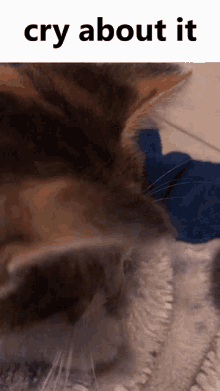 a close up of a cat with the words cry about it above it