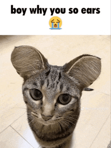 Bro Why You So Ears Cat Big Ears GIF - Bro Why You So Ears Why You So Ears Cat Big Ears GIFs