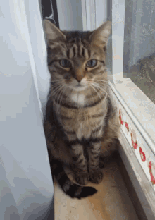 Cat Curious GIF - Cat Curious Window GIFs