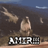 Amir GIF - Amir GIFs