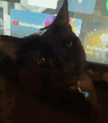 Shocked Face Mclaren Cat GIF - Shocked Face Mclaren Cat Cat Meme GIFs