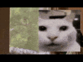 Uncanny Cat Cat Meme GIF - Uncanny Cat Canny Cat Cat Meme GIFs