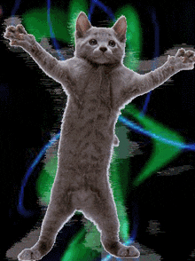 Cat Dancing GIF - Cat Dancing Liya GIFs