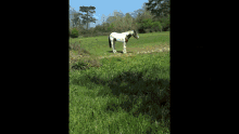 Horse Sparkle GIF - Horse Sparkle Shine GIFs