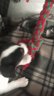 a black and white dog playing with a red and green rope toy