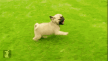 a pug puppy is running in the grass