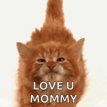 Cat Kitten GIF - Cat Kitten Love U Mommy GIFs