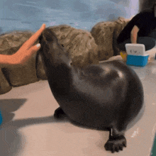 a seal is being petted by a person while a blue cooler sits on the floor