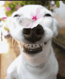 Smiley Dog Dog GIF - Smiley Dog Dog Smile GIFs