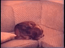Dog Dreams Of Spiders  GIF - Spider Dog Startled GIFs