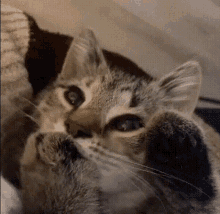 Cat Baby GIF - Cat Baby Thumb GIFs