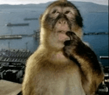 a monkey is standing in front of a body of water and looking at the camera