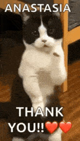 a black and white cat is standing on its hind legs and says `` thank you ! ''