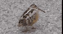 Thebird GIF - Thebird GIFs