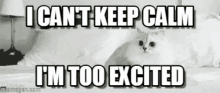 Cat I Cant Keep Calm Im Too Excited GIF - Cat I Cant Keep Calm Im Too Excited Cute GIFs