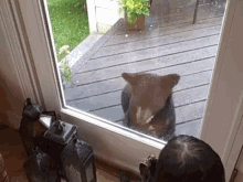 Curious Baby Bear Comes To Visit Kitty GIF - Cat Kitty Bear GIFs