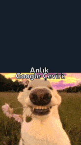a dog is holding a flower in its mouth with the words " anlik google ceviri " written above it