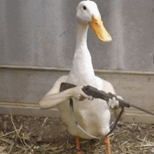 a white duck holding a gun in its arms