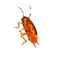 grooves cockroach