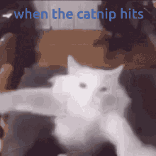 Catnip GIF - Catnip GIFs