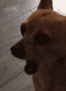 Rory Dog GIF - Rory Dog Shocked GIFs