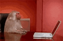 a monkey is sitting at a desk with a laptop computer .