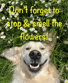 a dog laying in a field of flowers with the words " don 't forget to stop and smell the flowers "