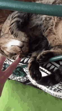 Cat Party GIF - Cat Party Button GIFs