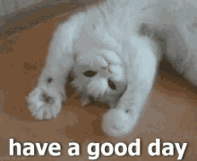 Have A Good Day Cats GIF - Have A Good Day Cats GIFs