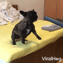 End The Cleaning Puppy GIF - End The Cleaning Puppy Viralhog GIFs