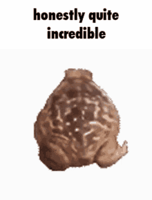 Honestly Quite Incredible Frog GIF - Honestly Quite Incredible Frog Incredible GIFs