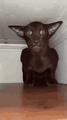 Ugly Cat GIF - Ugly Cat Infiuenzas GIFs