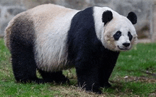 a panda bear is standing in the grass and smiling .