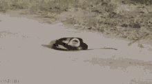 Lolololo Snake GIF
