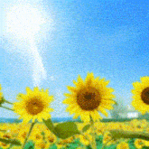 a field of sunflowers with the sun shining brightly behind them