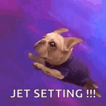 Dog Jet Setting GIF - Dog Jet Setting Fly GIFs