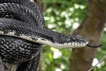 Black Rat Snake GIF - Black Rat Snake Tongue GIFs