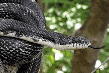 a close up of a black and white snake with its tongue out .