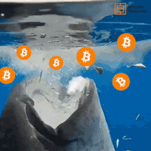 Whale Whales GIF - Whale Whales Bitcoin GIFs