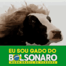 Gado Brasil GIF - Gado Brasil Cow GIFs
