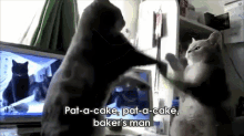 Two Cats Playing Pat-a-cake GIF