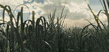 a field of tall grass with clouds in the background