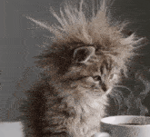 a fluffy kitten with a messy hairdo is sitting next to a cup of coffee on a table .
