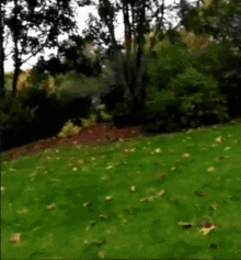 a lawn with a lot of leaves on it